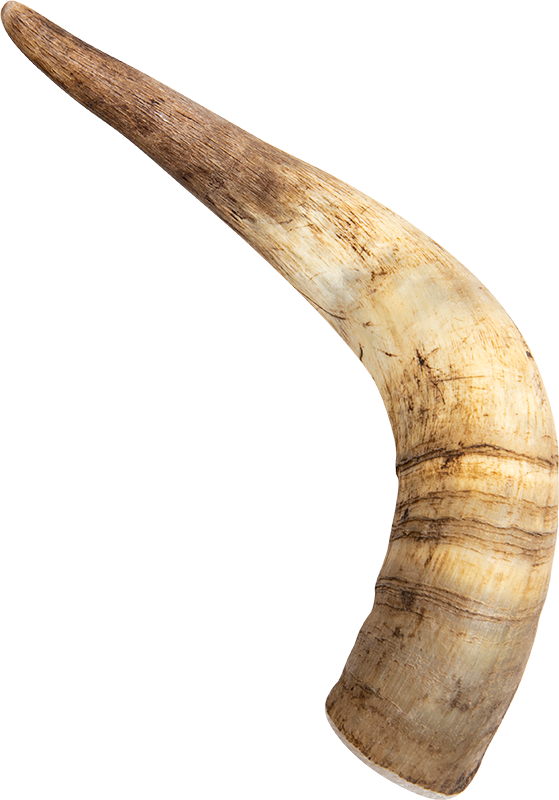 Veehoorn