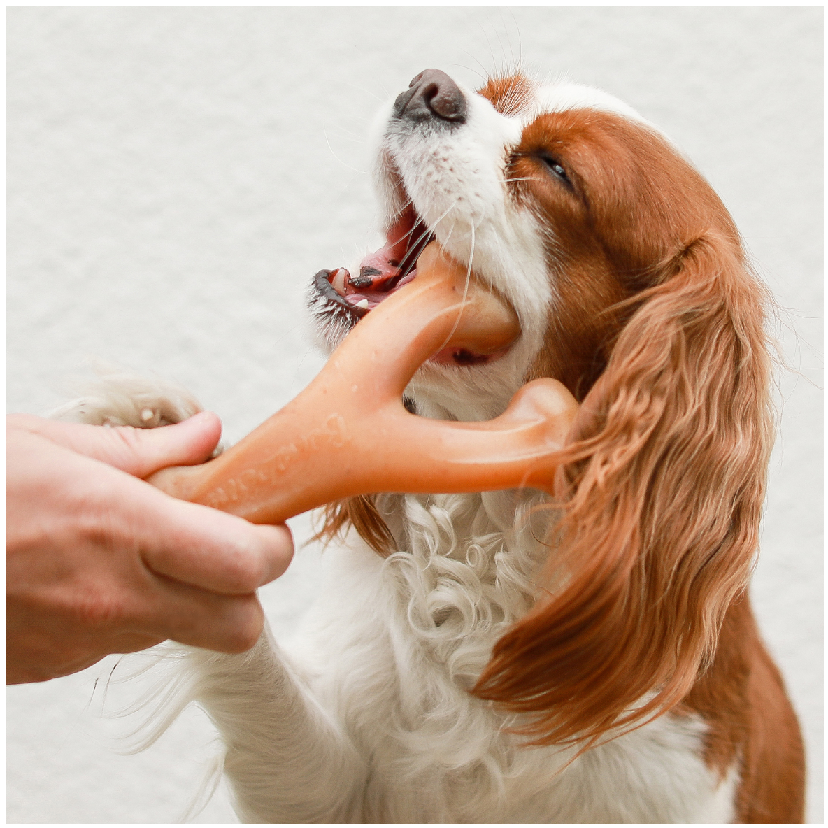 Benebone Wishbone (Braadkip)