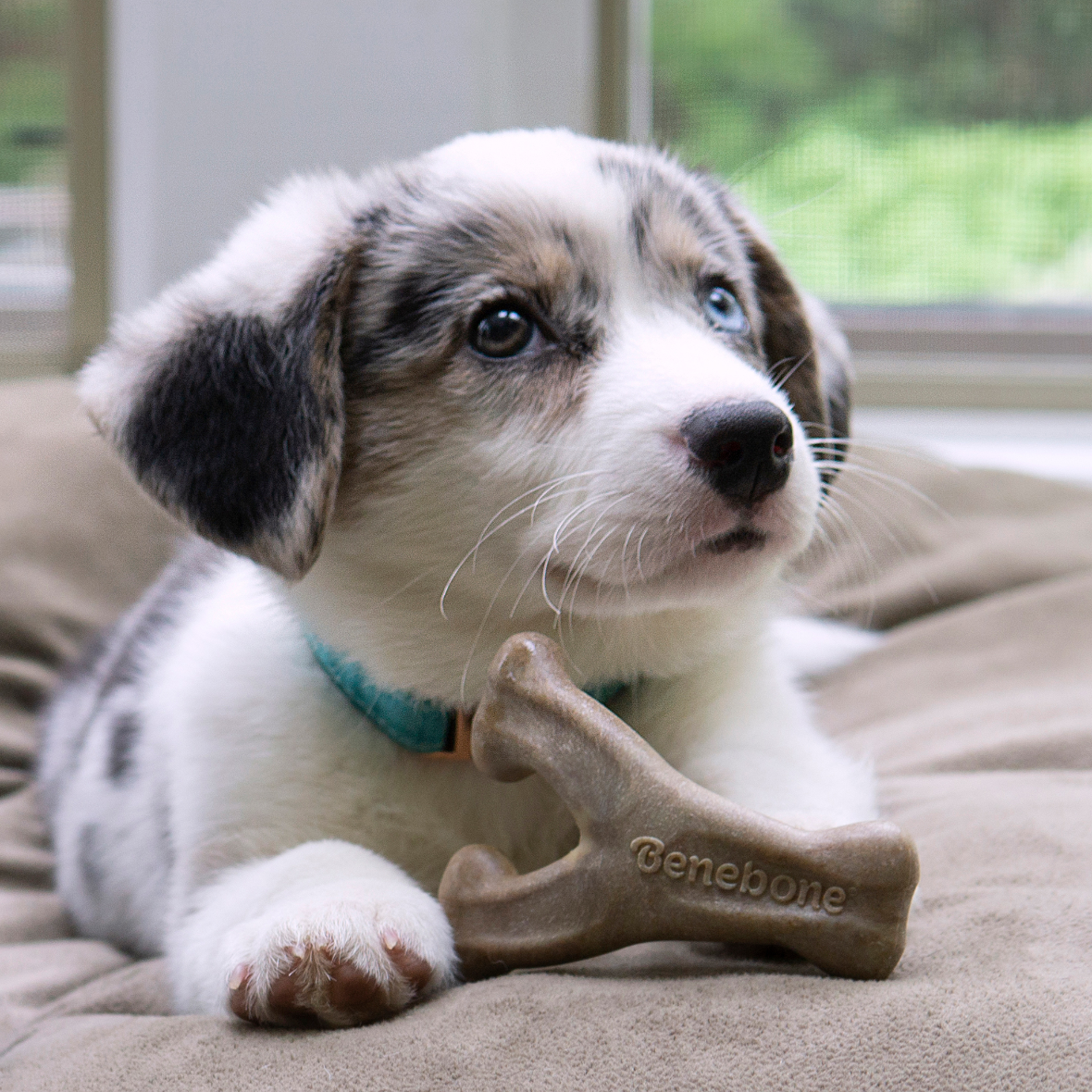 Benebone Wishbone Puppy (Bacon)