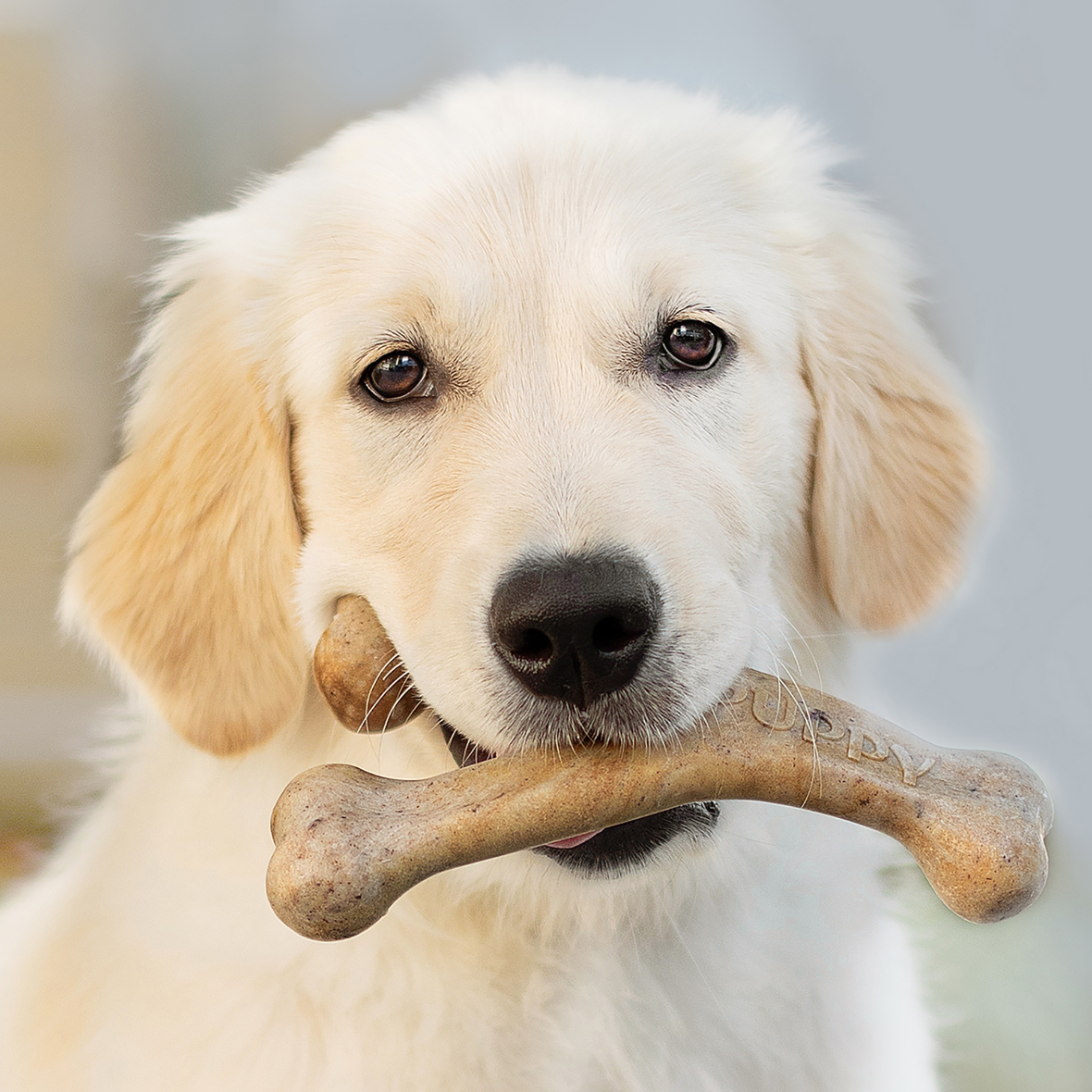 Benebone Wishbone Puppy (Bacon)