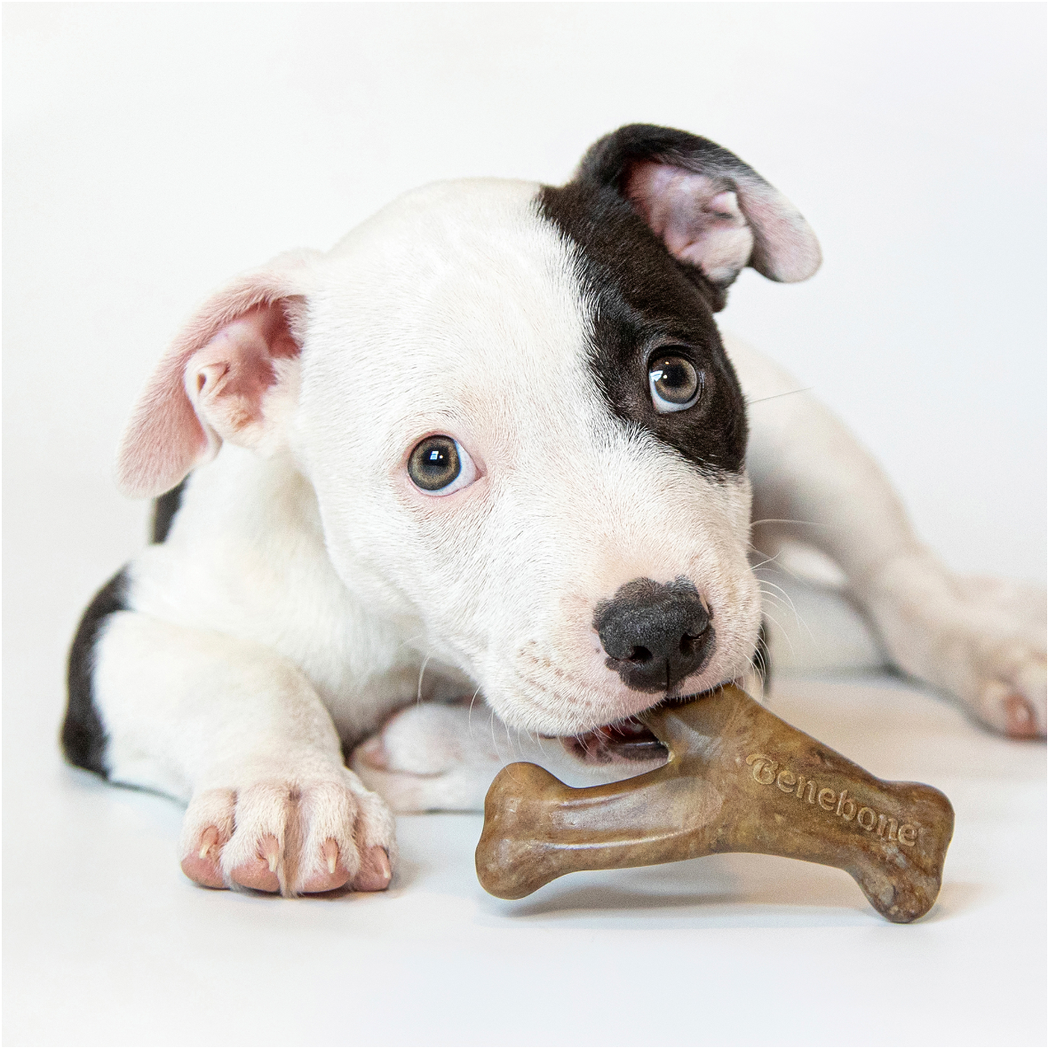 Benebone Wishbone Puppy (Bacon)