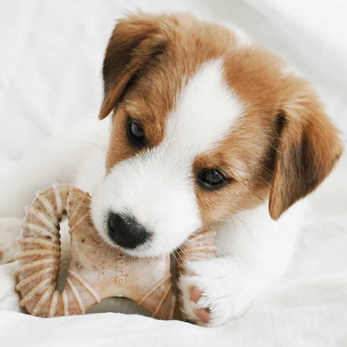 Benebone Puppy Pack - Dental Chew + Wishbone (Bacon)