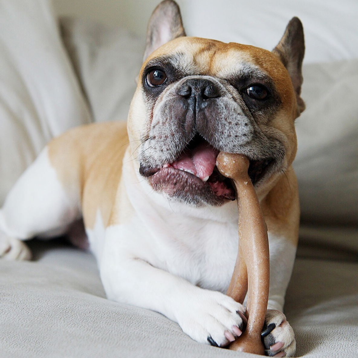 Benebone Wishbone (Pindakaas)