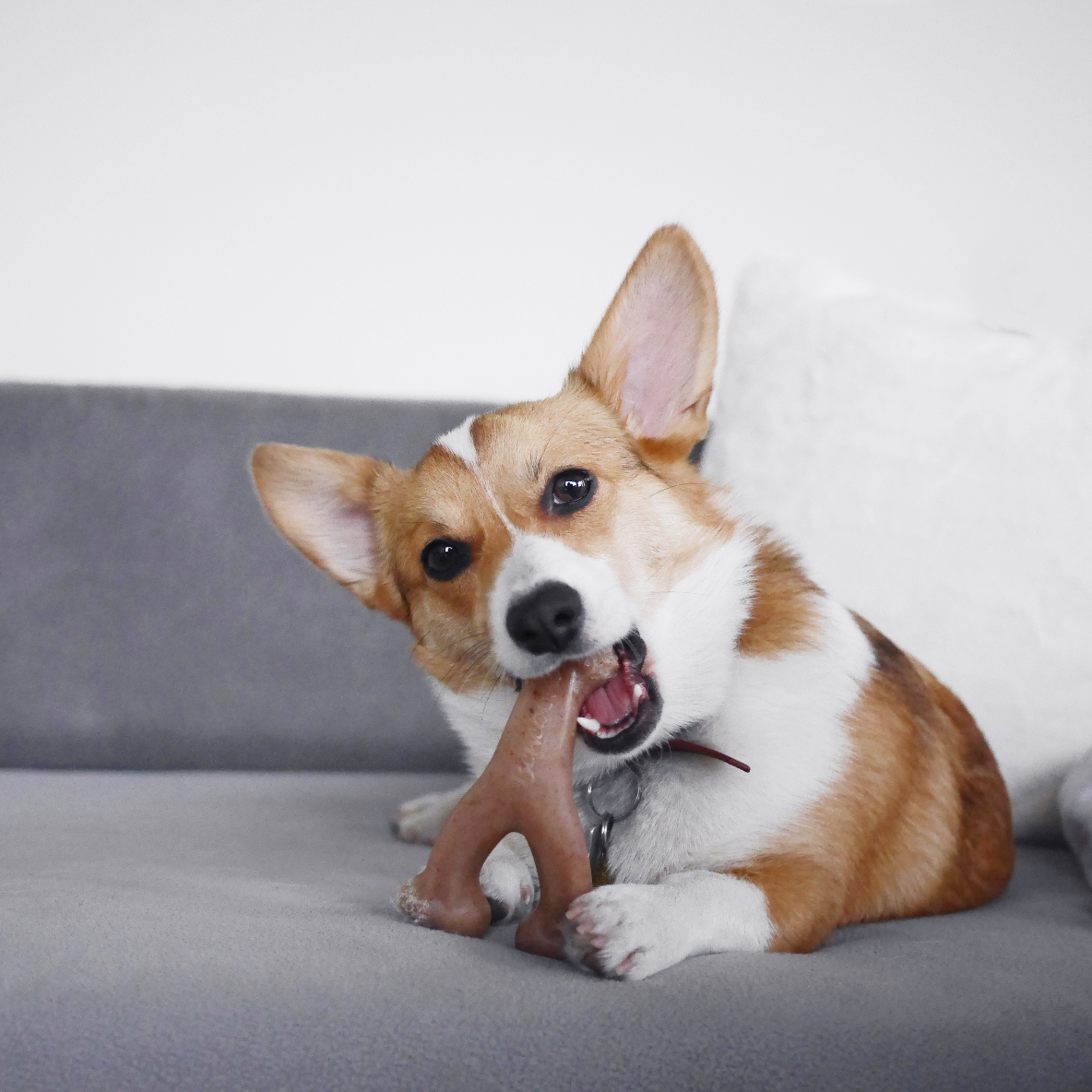 Benebone Wishbone (Pindakaas)