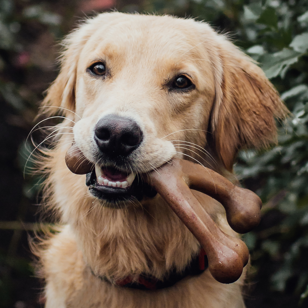Benebone Wishbone (Bacon)