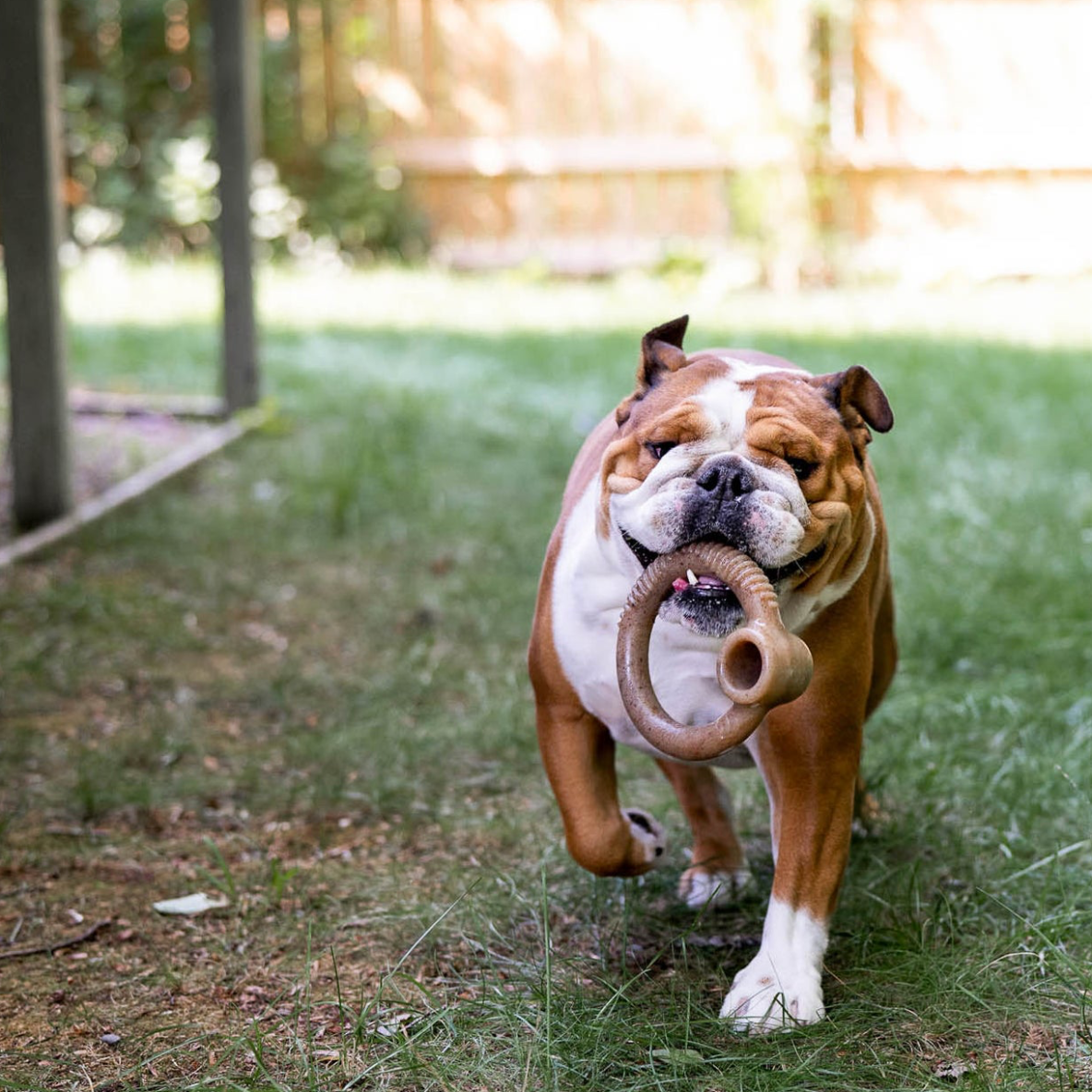 Benebone Ring (Bacon)