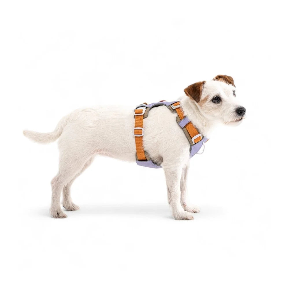 Alpha 360 Harness Lavender Mix - M