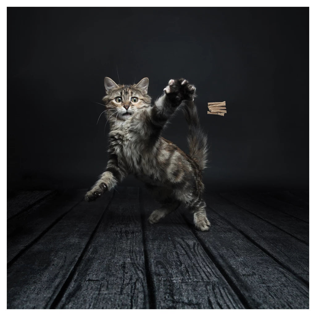 Cat Dancer Deluxe