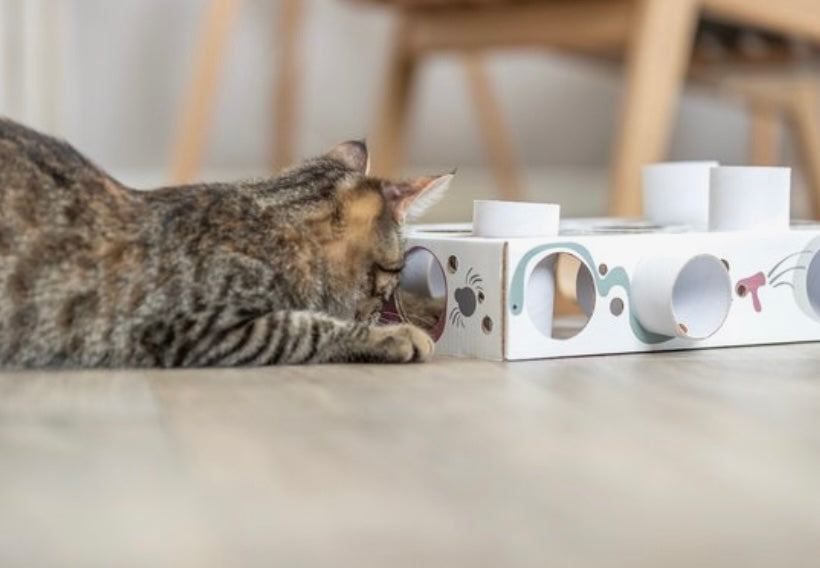 Cat Activity Paws'n'Treats Box