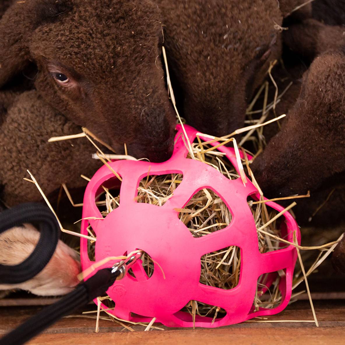Hay Slow Feeder Fun and Flex - roze