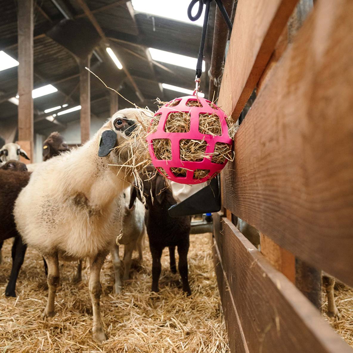 Hay Slow Feeder Fun and Flex - roze