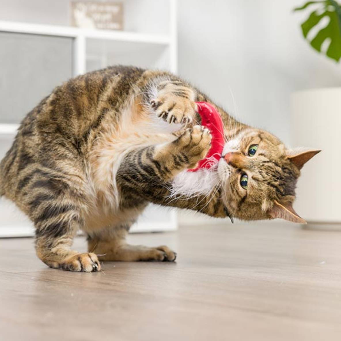 Kittybelles 2-Pack Santa Hat & Sweet Thing Candy