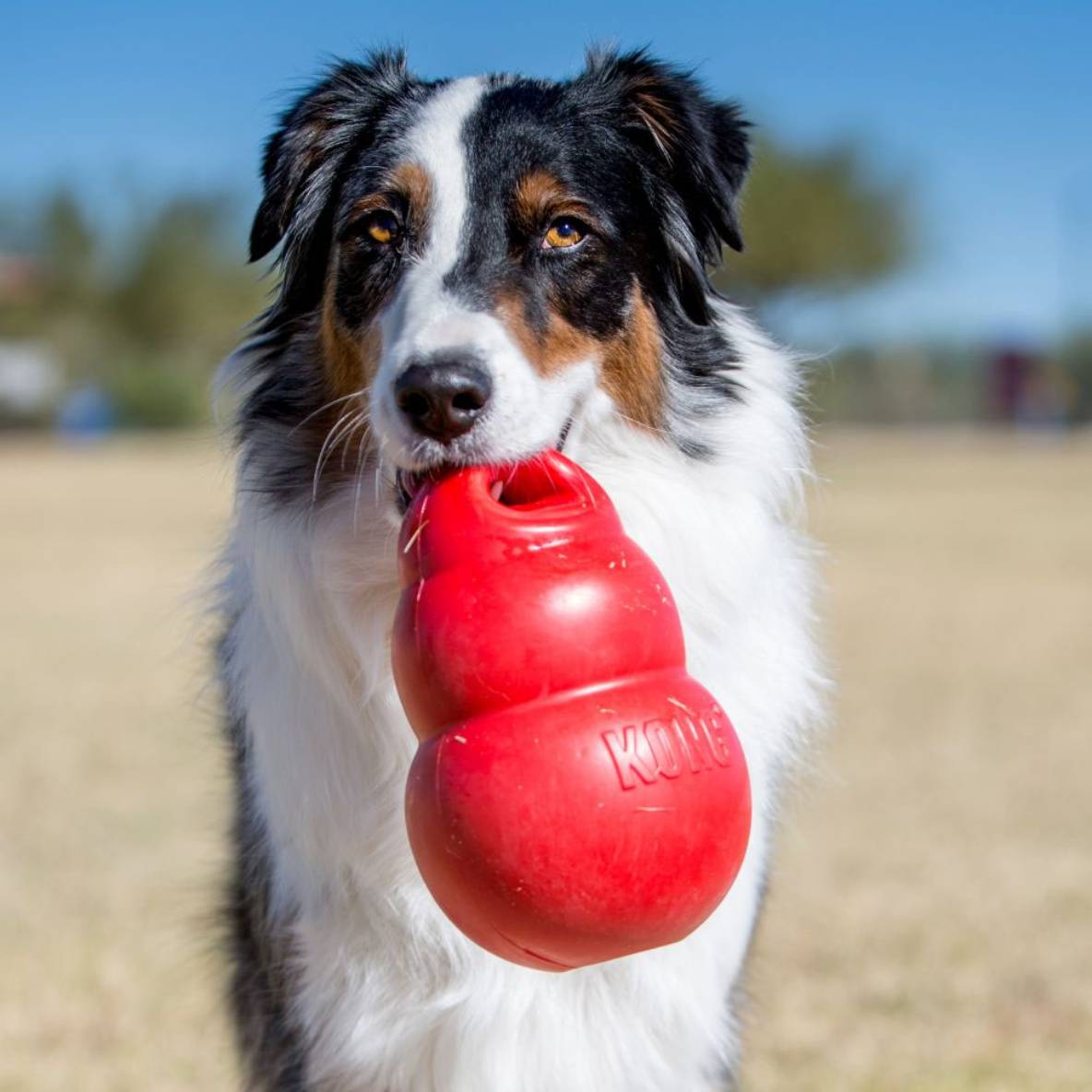 Kong Bounzer (L)