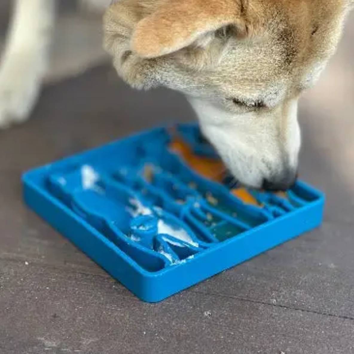 Slow Feeder Waiting Dogs Etray