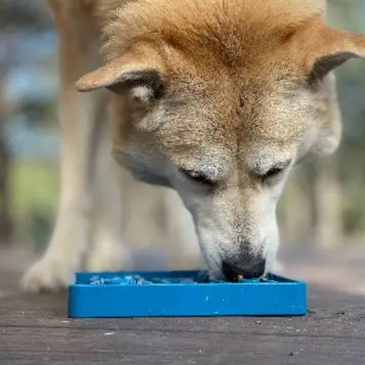 Slow Feeder Waiting Dogs Etray