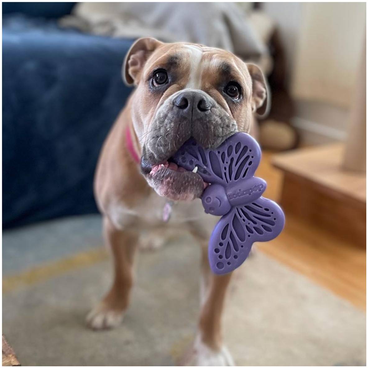 Nylon vlinder kauwspeeltje - paars