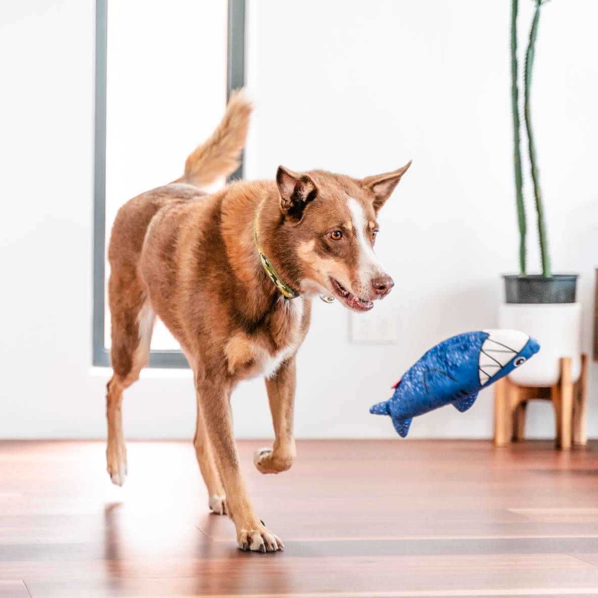 Red Dingo Durables Haai
