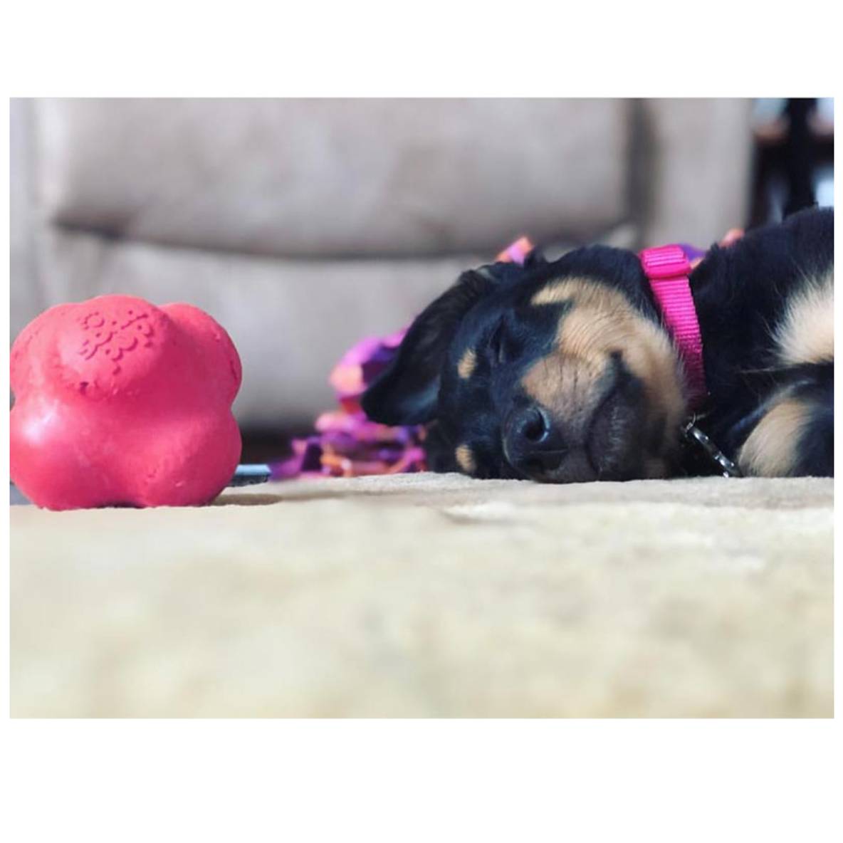 Crazy Bounce Retrieving Toy - Roze
