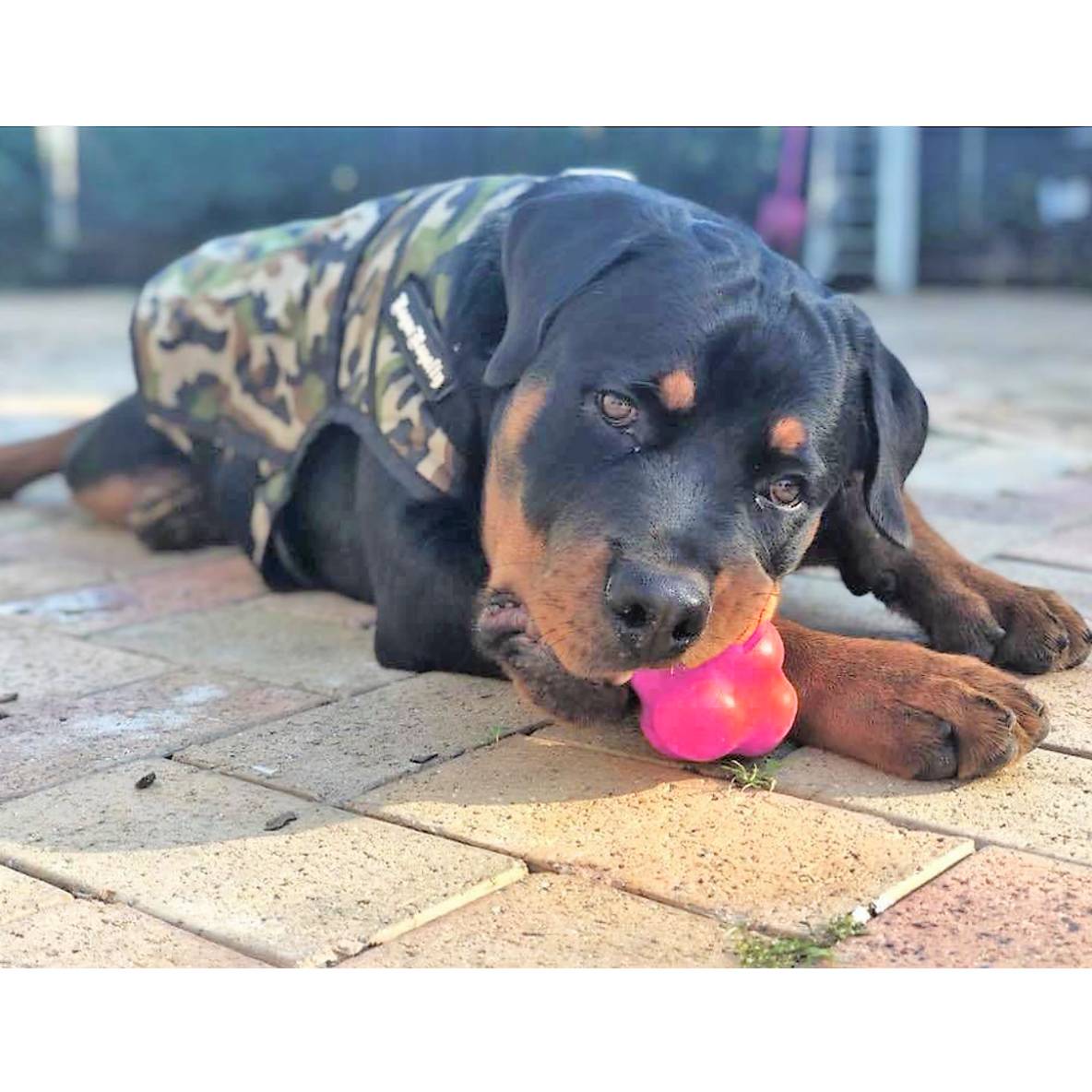 Crazy Bounce Retrieving Toy - Roze