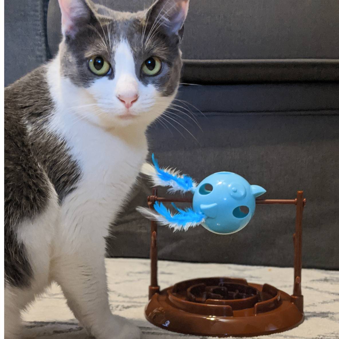 Doc & Phoebe's Twirly Bird Snacker / Tweeter Feeder
