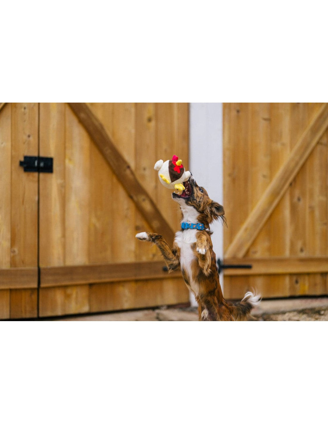 Barnyard Buddies - Ryan the Rooster