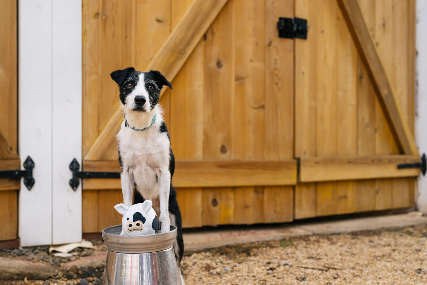 Barnyard Buddies - Cole the Cow