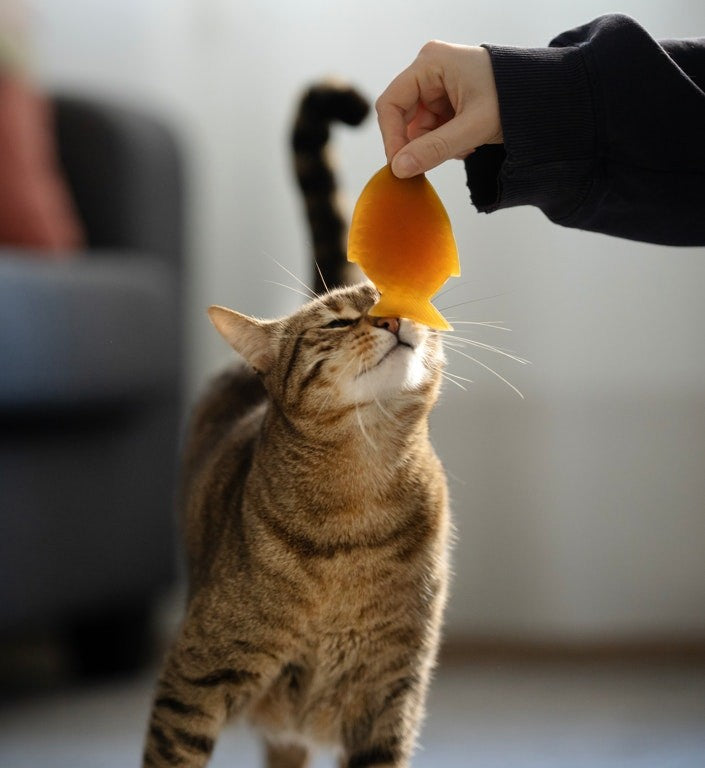 Rub Fish kattenspeeltje 100% hars