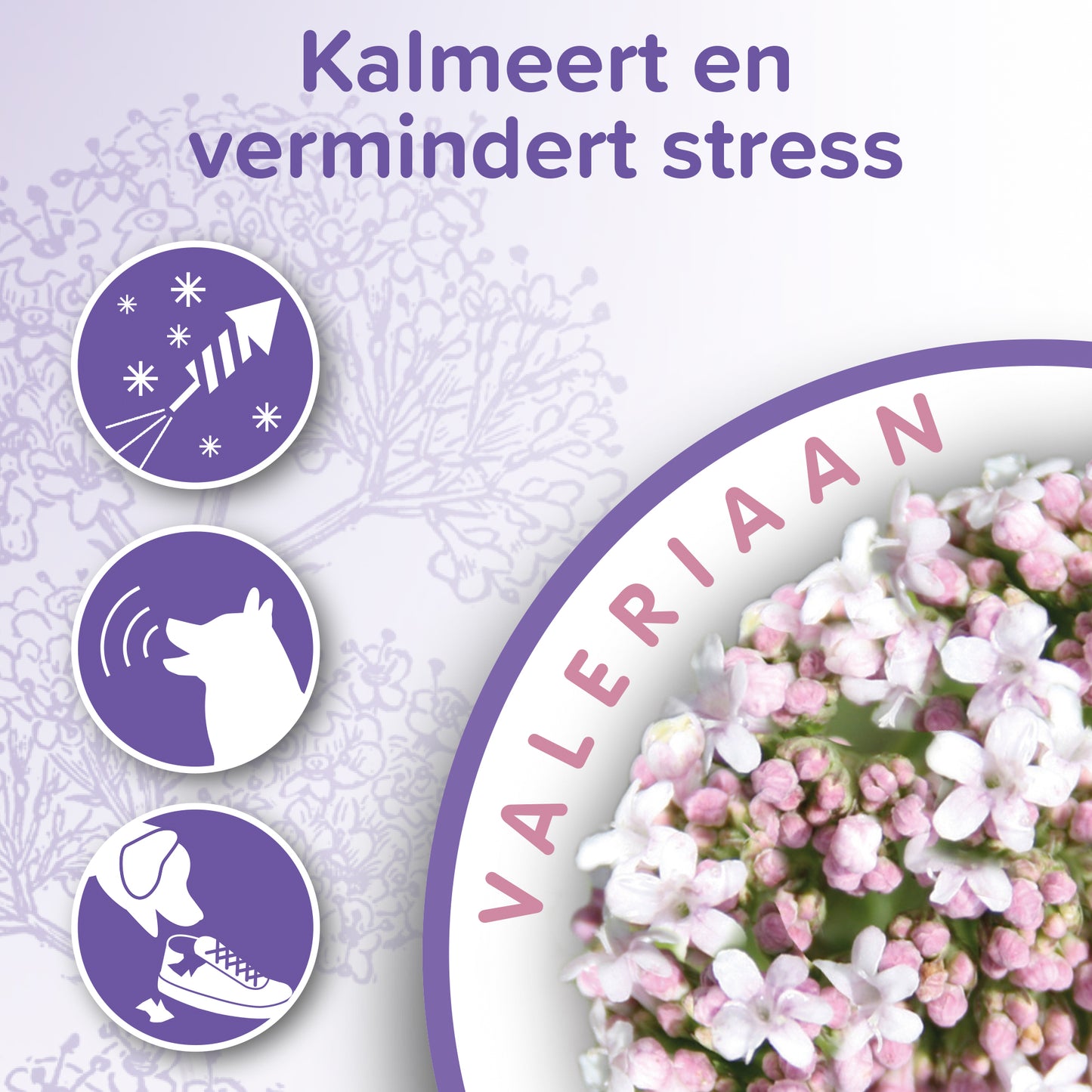 No Stress band hond