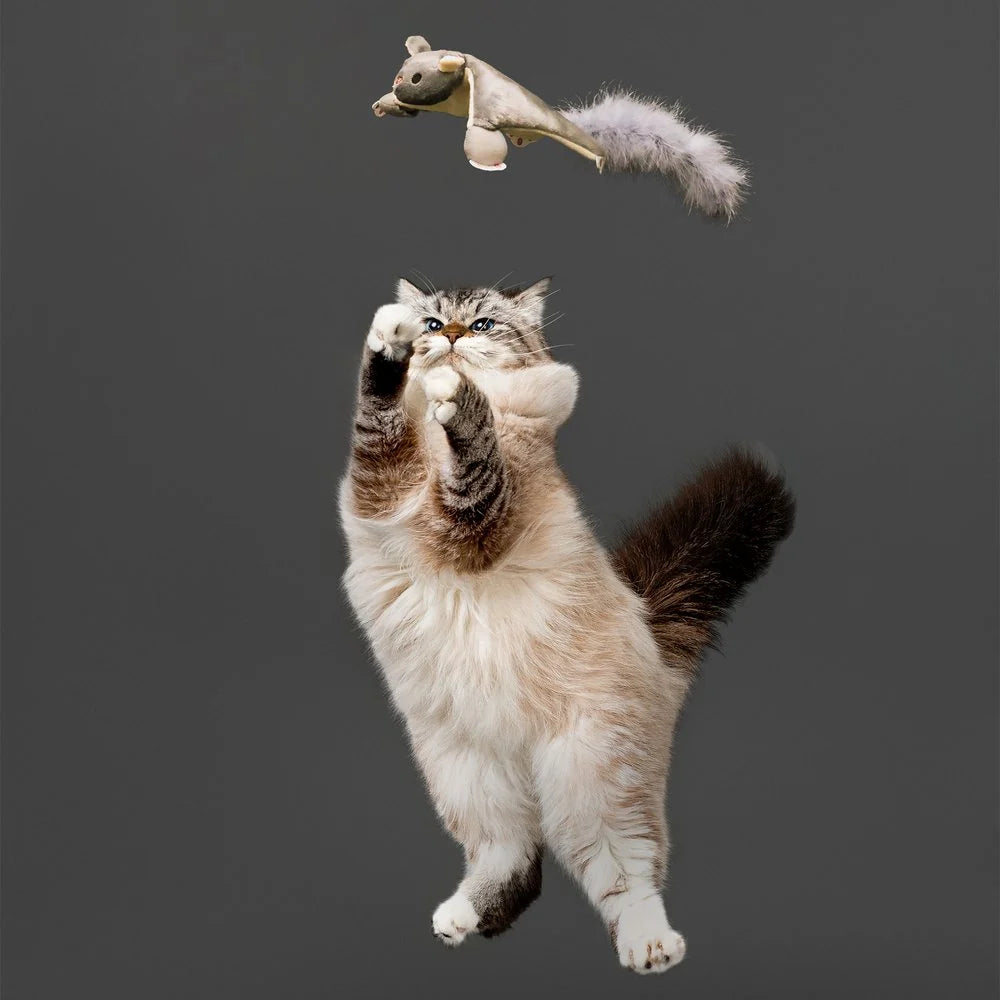 Flying Squirrel