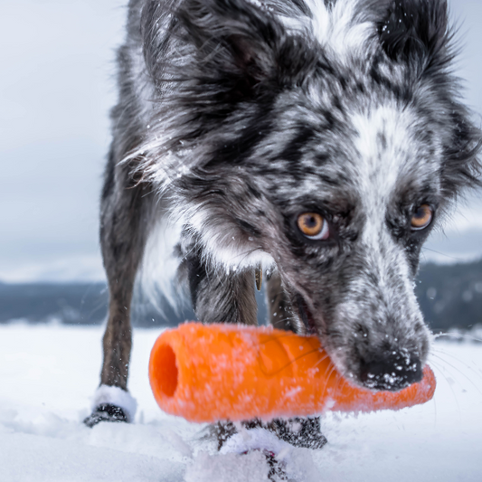 Planet Dog Foodie - Wortel
