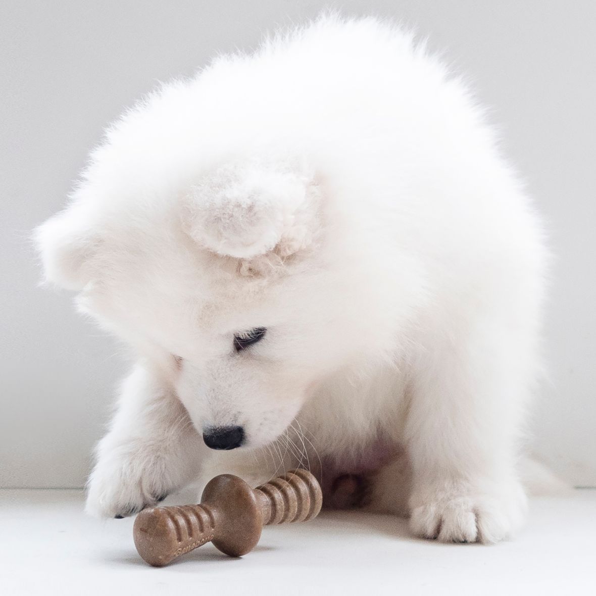 Benebone Puppy Pack - Maple Stick + Zaggler (Bacon)