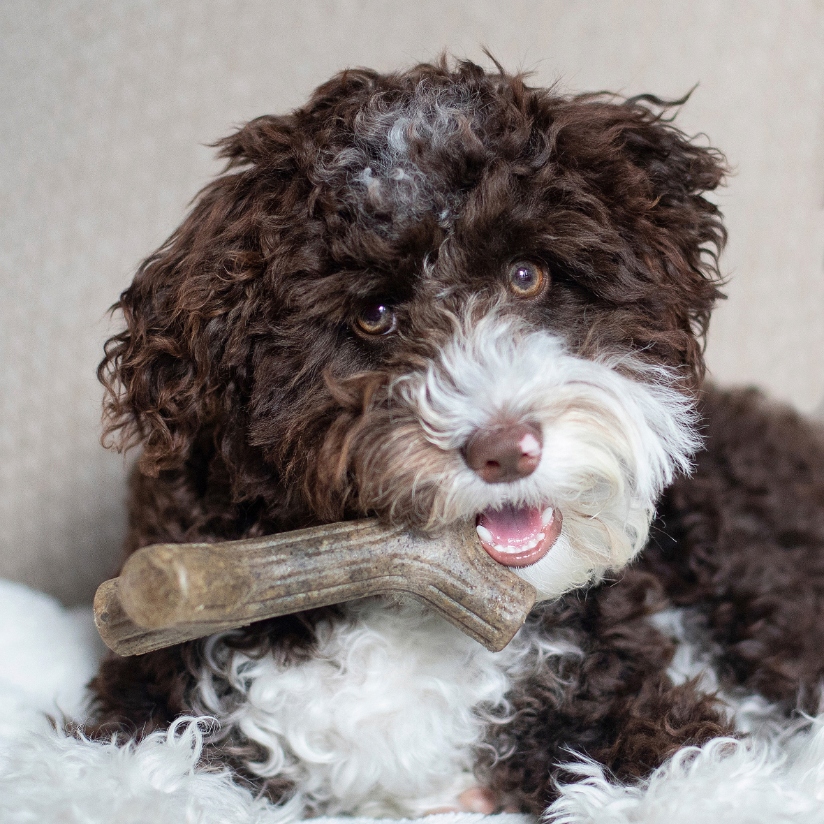 Benebone Puppy Pack - Maple Stick + Zaggler (Bacon)