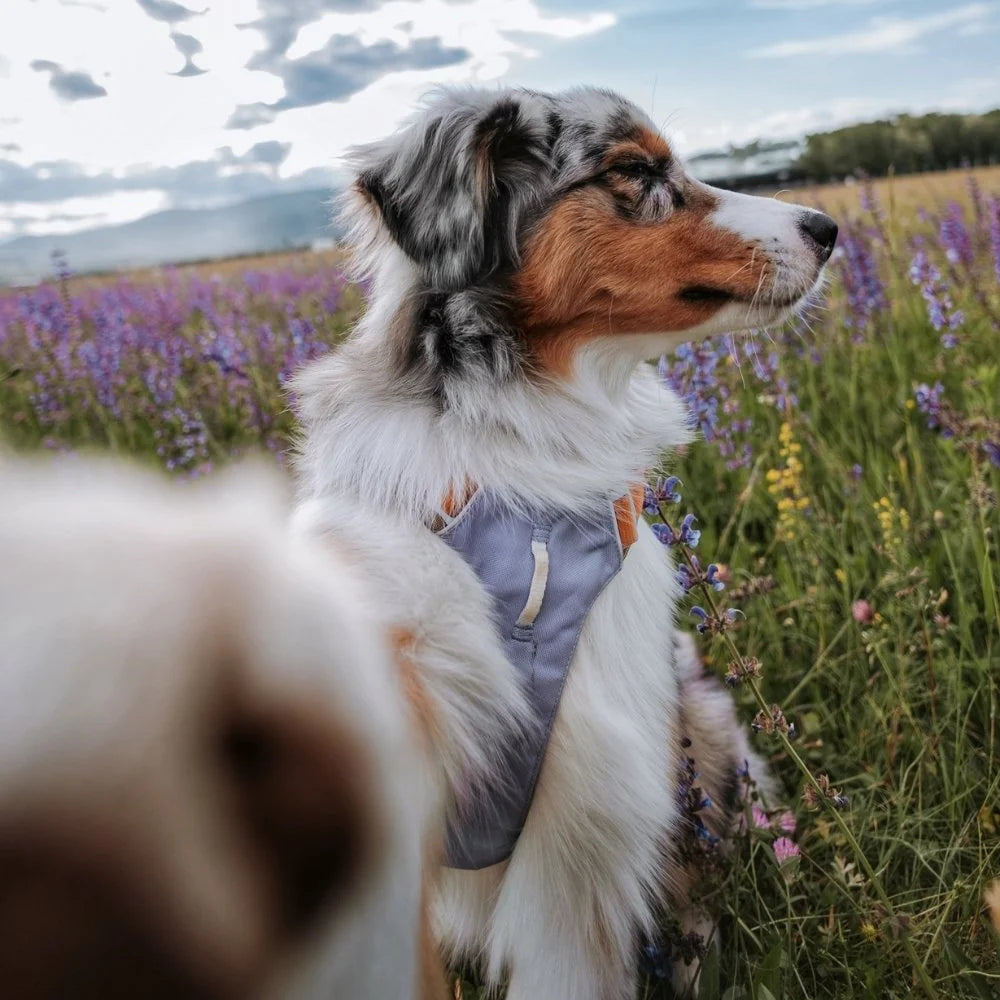 Alpha 360 Harness Lavender Mix - M