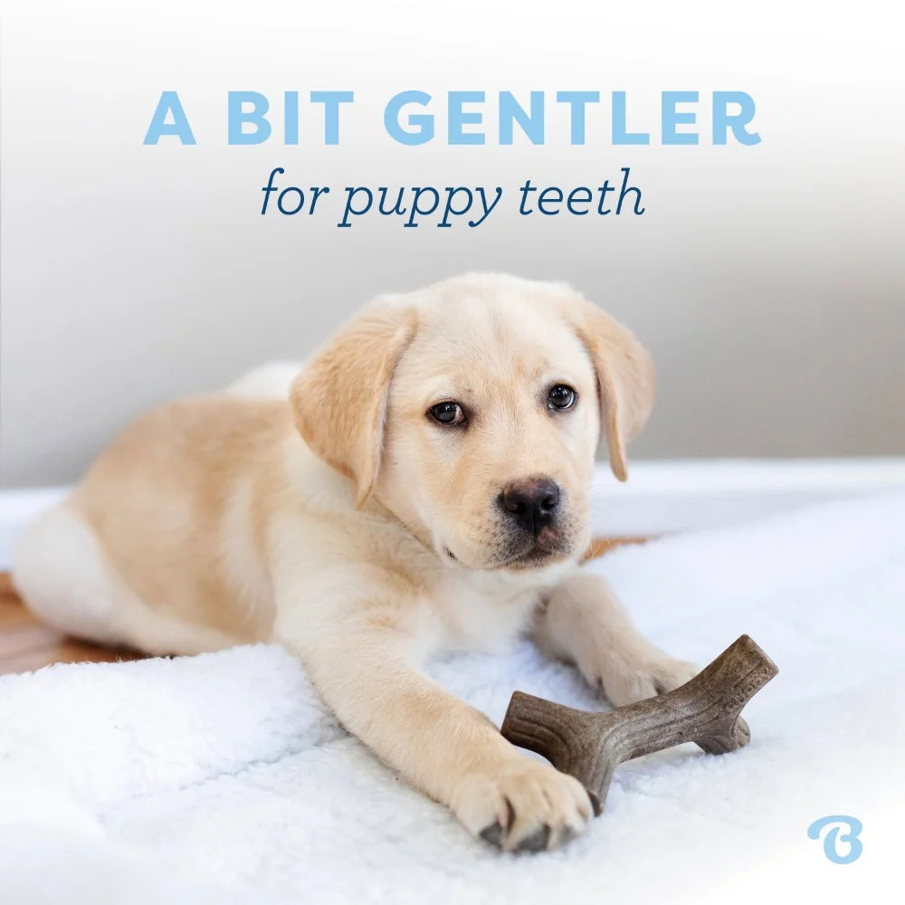 Benebone Puppy Pack - Maple Stick + Zaggler (Bacon)