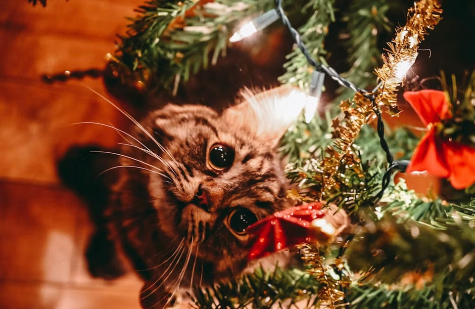 Kattenkerstpakket