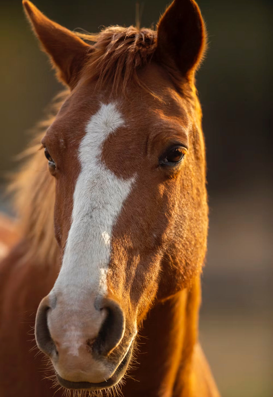 Paardenkerstpakket