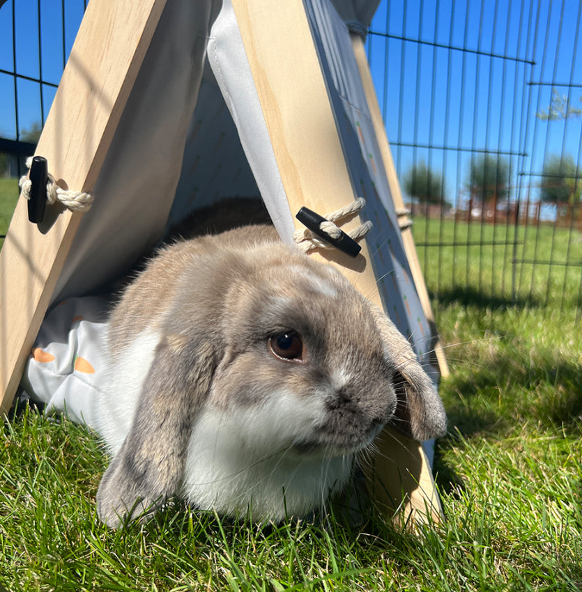 Wortel Tipi