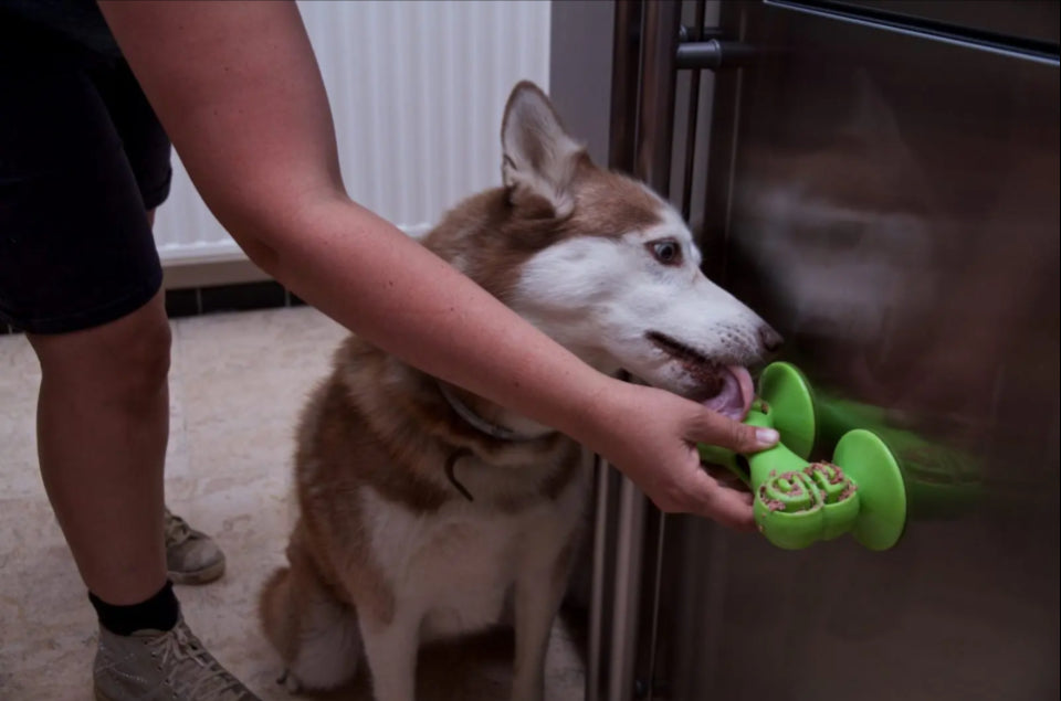 Chase ‘n Chomp Sticky Bone