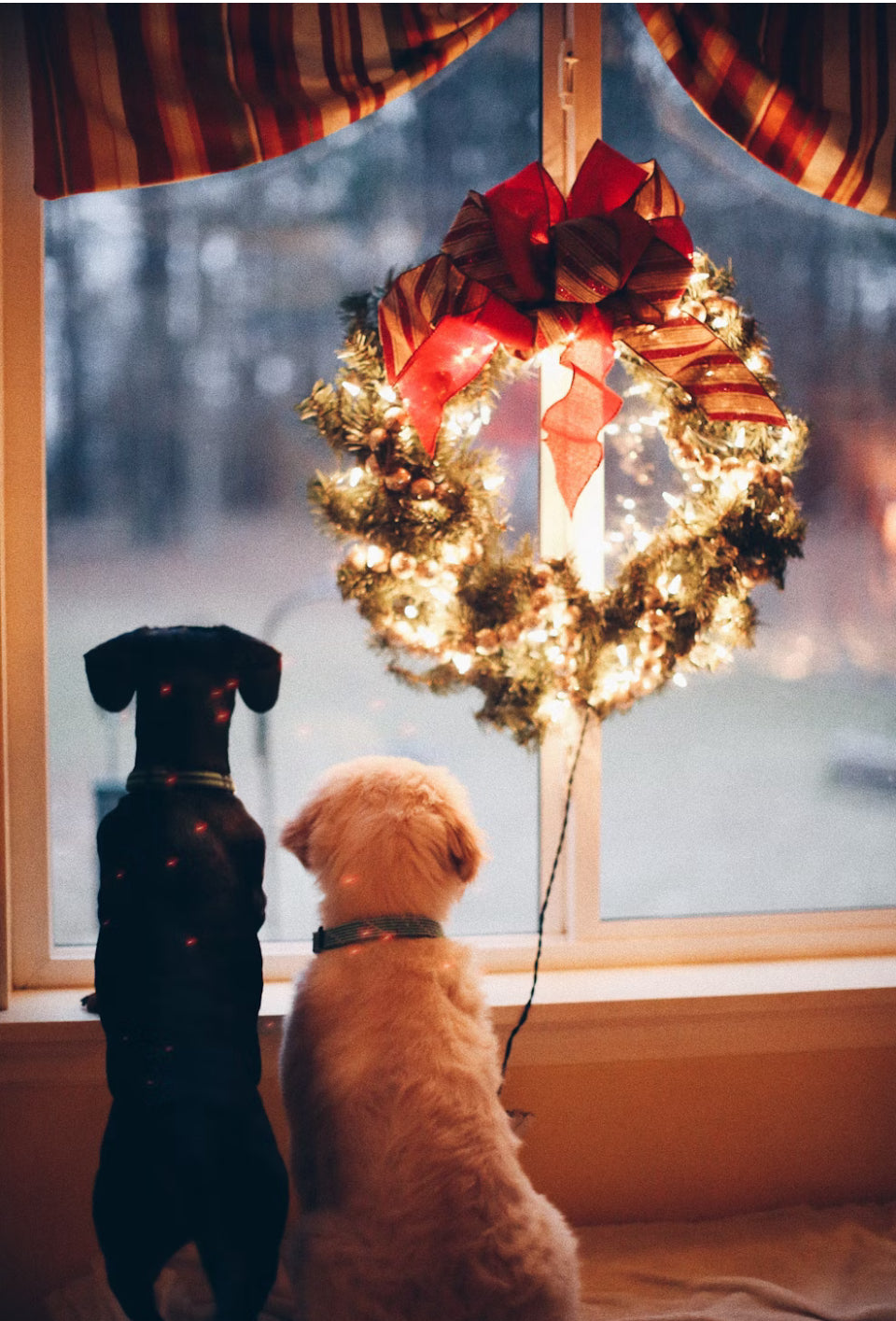 Hondenkerstpakket