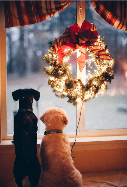 Hondenkerstpakket