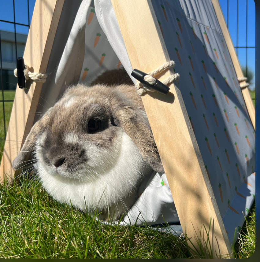 Wortel Tipi