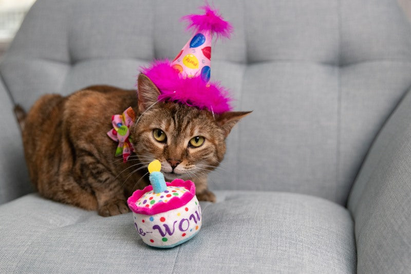 Kittybelles Mewow Cake