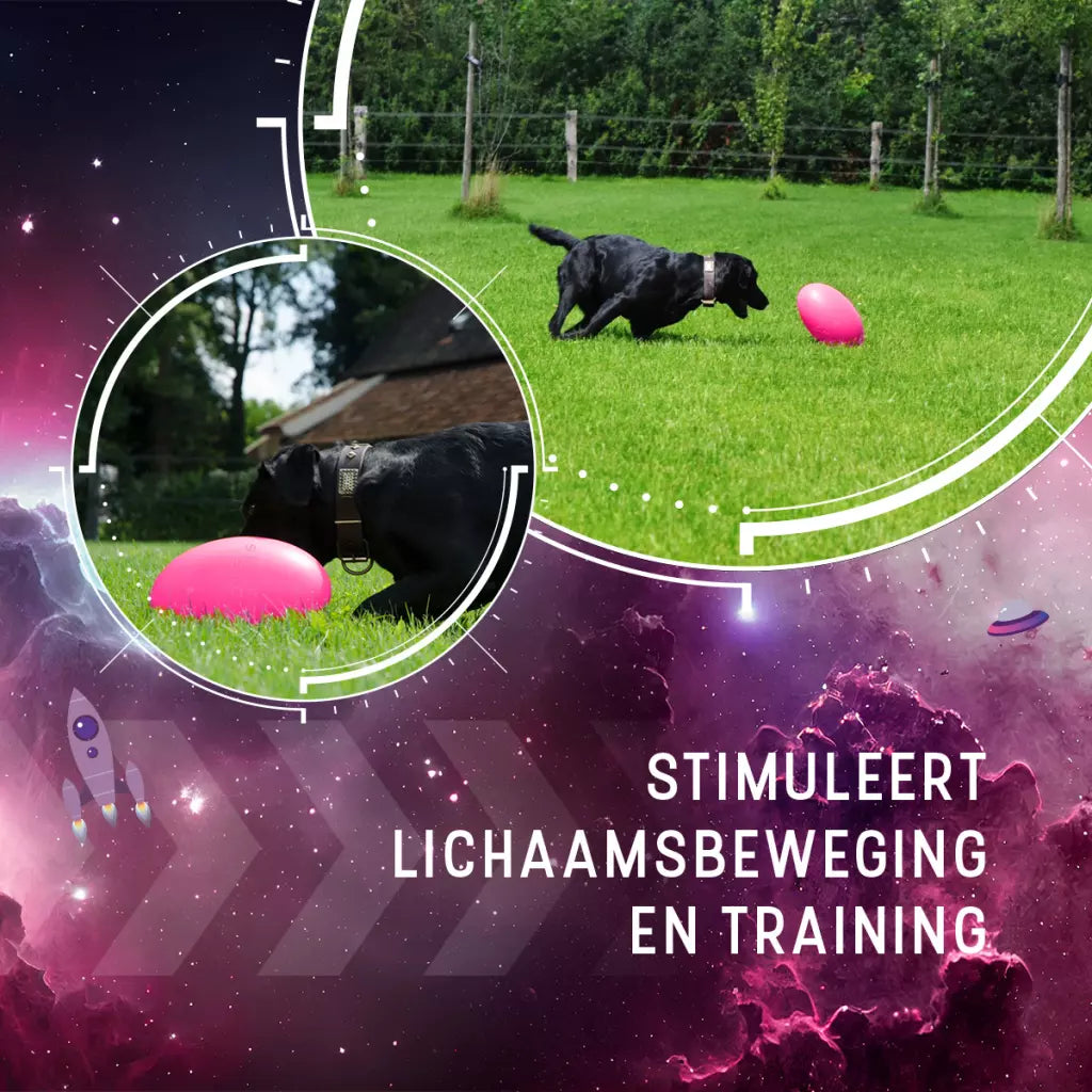 Dog Comets Pan-Stars Roze
