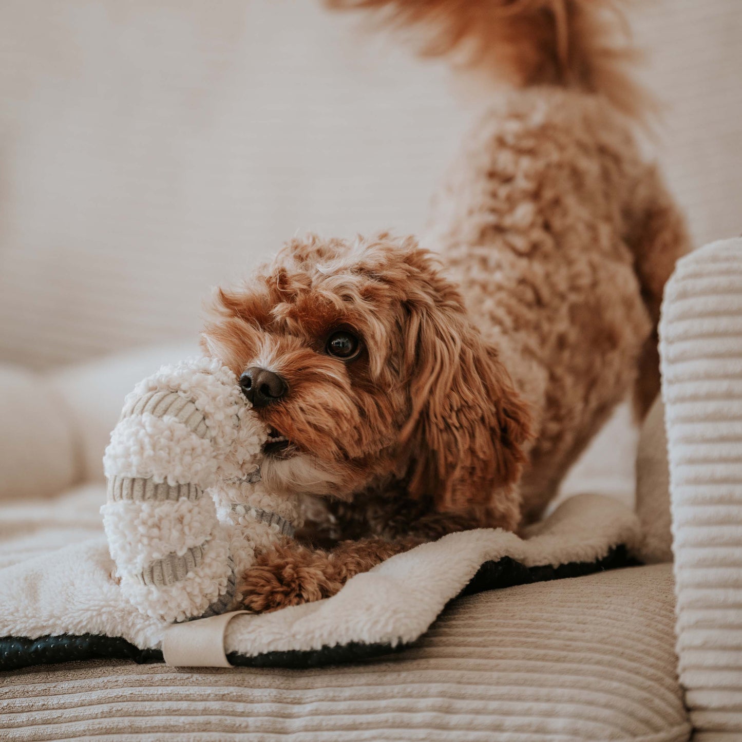 Daisy snuffeldonut - merengue