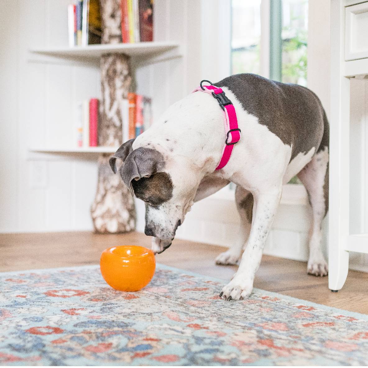 Planet Dog ORBEE-TUFF Snoop (oranje)
