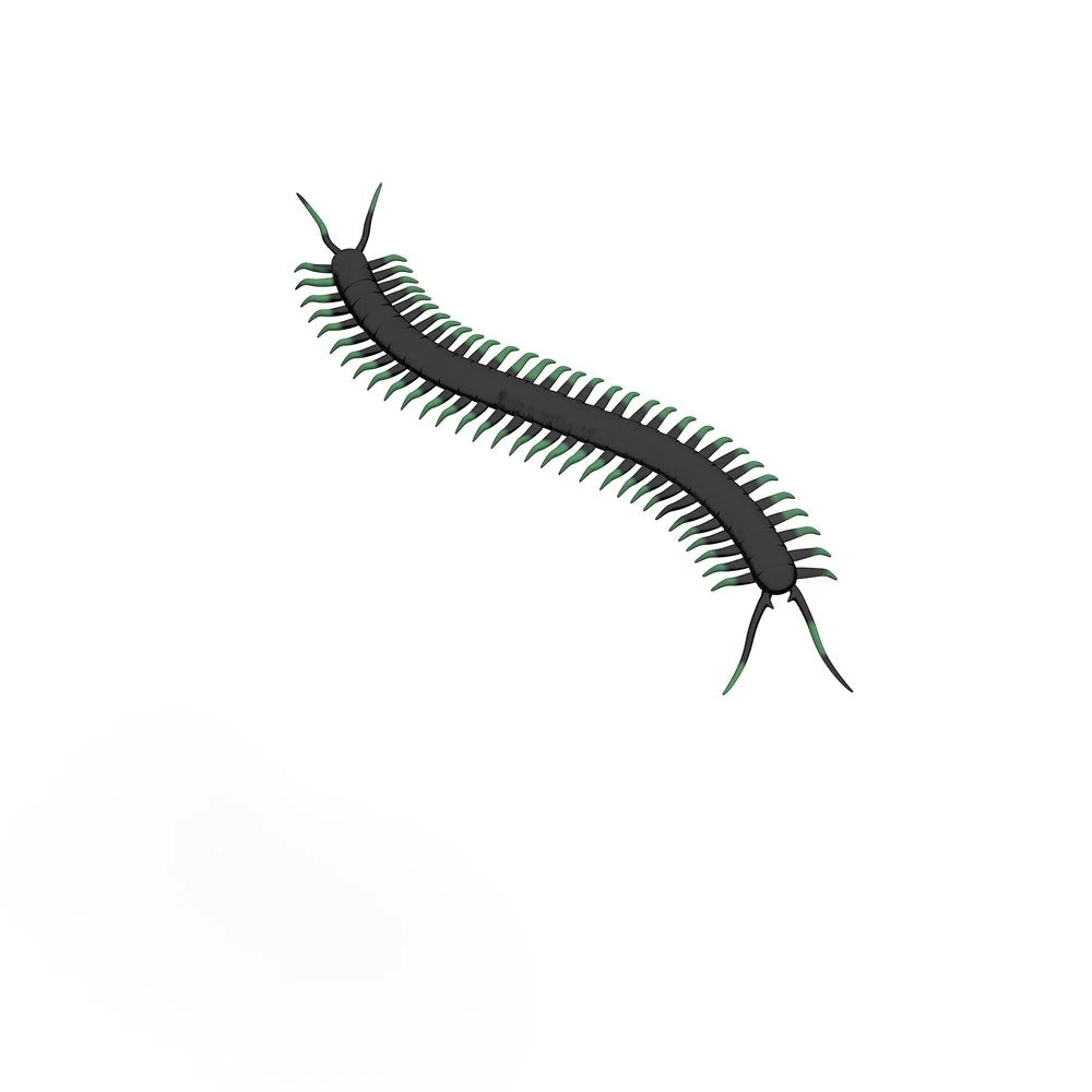 Duizendpoot