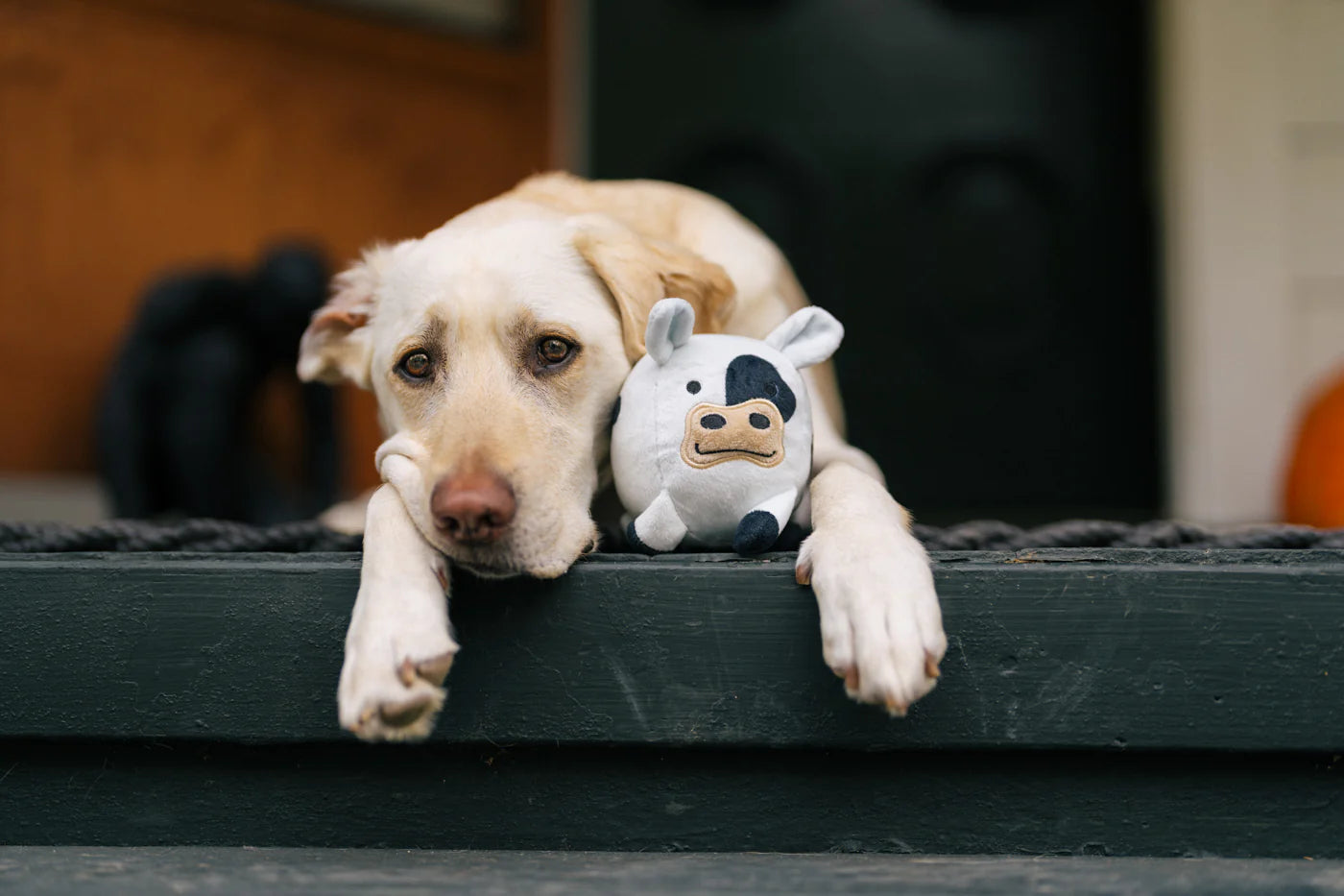 Barnyard Buddies - Cole the Cow